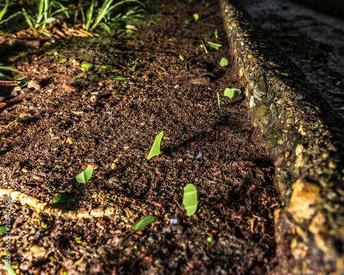 Macro Ants Carrying Leaves 2