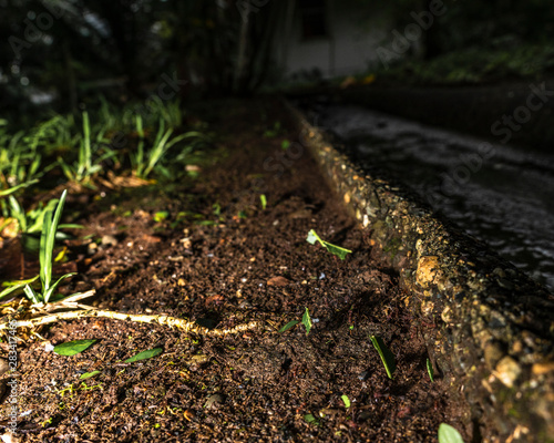 Macro Ants Carrying Leaves