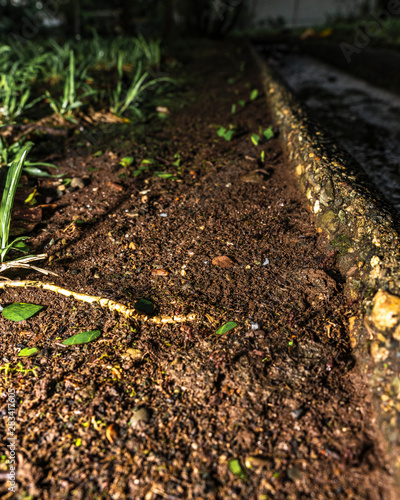 Macro Ants Carrying Leaves 4