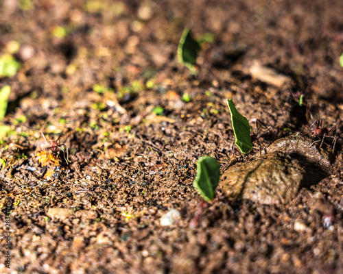 Macro Ants Carrying Leaves 5
