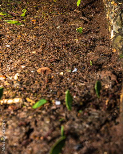 Macro Ants Carrying Leaves 7