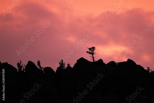 a few small trees