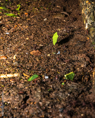Macro Ants Carrying Leaves 8