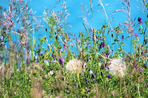 wildflowers by the lake