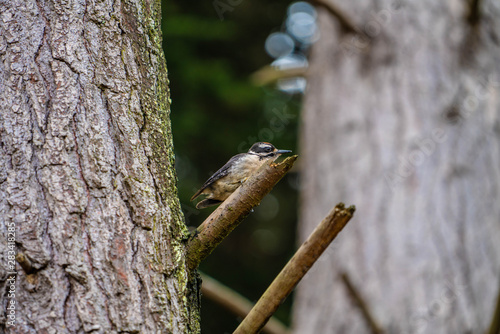 Bird Wildlife Nature