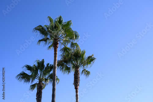 california palm tree with blue sky on the back