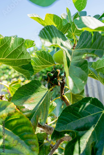 Macro Beetle Fig 2
