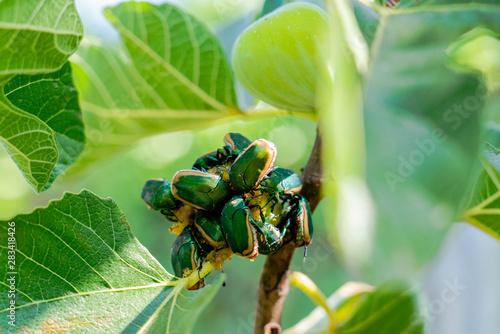Macro Beetle Fig 4