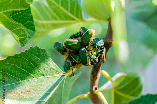 Macro Beetle Fig 5