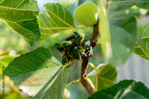 Macro Beetle Fig 6
