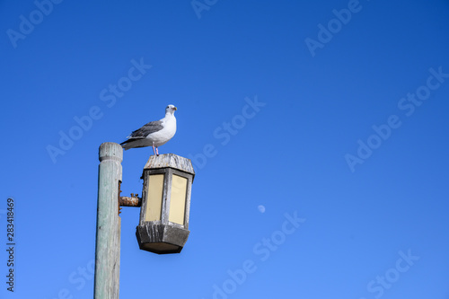 seagull on a vintage light with blue sky and moon on the back