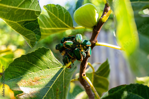 Macro Beetle Fig