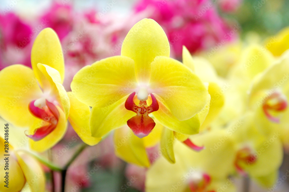 Obraz premium colorful orchid flower in garden