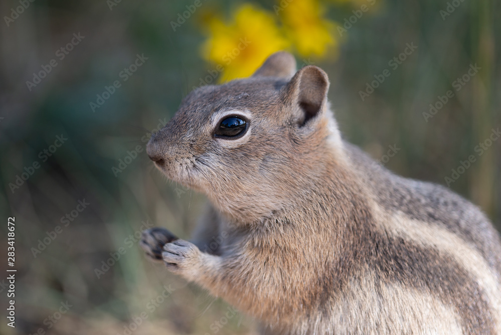 Close Up of a Golden-Mantled Ground Squirrel Close Up of a Golden-Mantled Ground Squirrel
