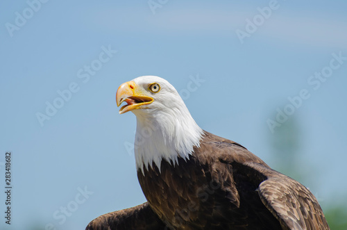 Bald Eagle ready to fly