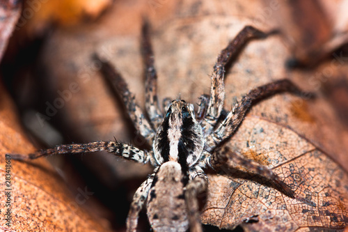Spider Closeup
