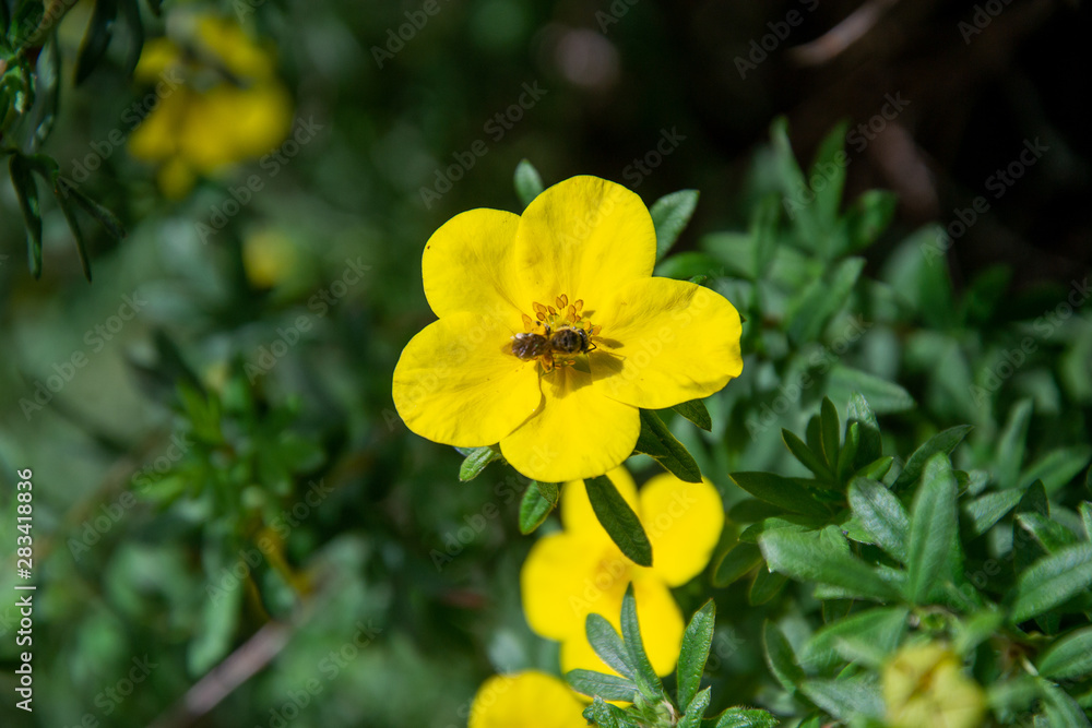 Abeille butinant des fleurs jaunes Abeille butinant des fleurs jaunes