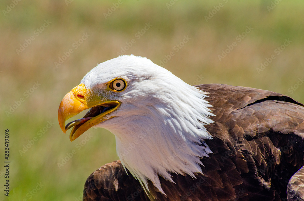 Obraz premium Bald Eagle sits and gets ready to fly