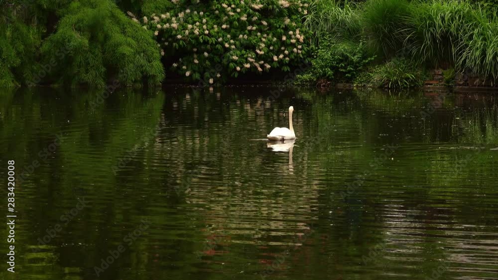Green Lake and Swan Green Lake and Swan