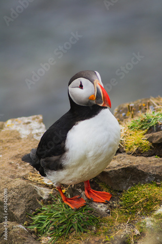 Detailed view of Arctic or Atlantic puffin wild bird sitting on Latrabjarg Cliff, Westfjords, Iceland. Blue ocean water on background. 