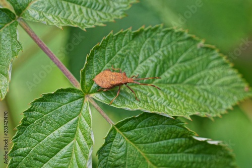one small brown beetle sits on a green leaf of a plant in nature