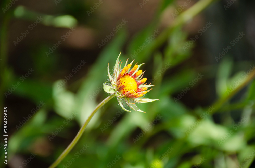 Rudbeckia bud on blurry background, beautiful yellow garden flower Rudbeckia bud on blurry background, beautiful yellow garden flower