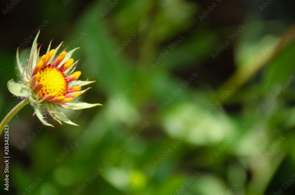 custom made wallpaper toronto digitalRudbeckia bud on blurry background, beautiful yellow garden flower