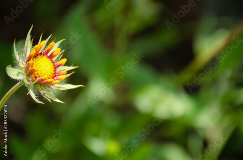 Wallpaper Mural Rudbeckia bud on blurry background, beautiful yellow garden flower Torontodigital.ca