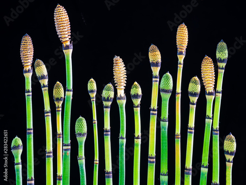 Shoots of horsetail (Equisetum hyemale) showing various stages of maturity. Mature heads release spores for reproduction.
