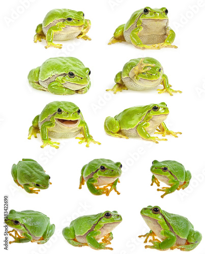 Fotótapéta European tree frog - Hyla arborea isolated - collection
