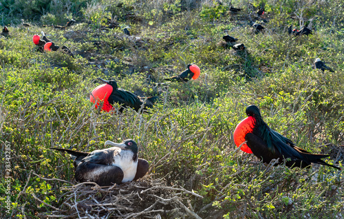 Male great frigatebirds (Fregata minor) with red gular pouches expanded, displaying. Females sitting on nests, on Genovesa Island, Galapagos. photo