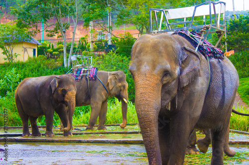 Canvas Print Mighty Asian elephants on a walk in a tropical exotic zoo in Asia
