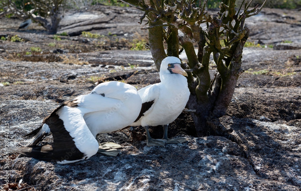 Obraz premium Nazca boobies (Sula granti) resting in shade of tree during hottest part of the day, on Genovesa Island, Galapagos.