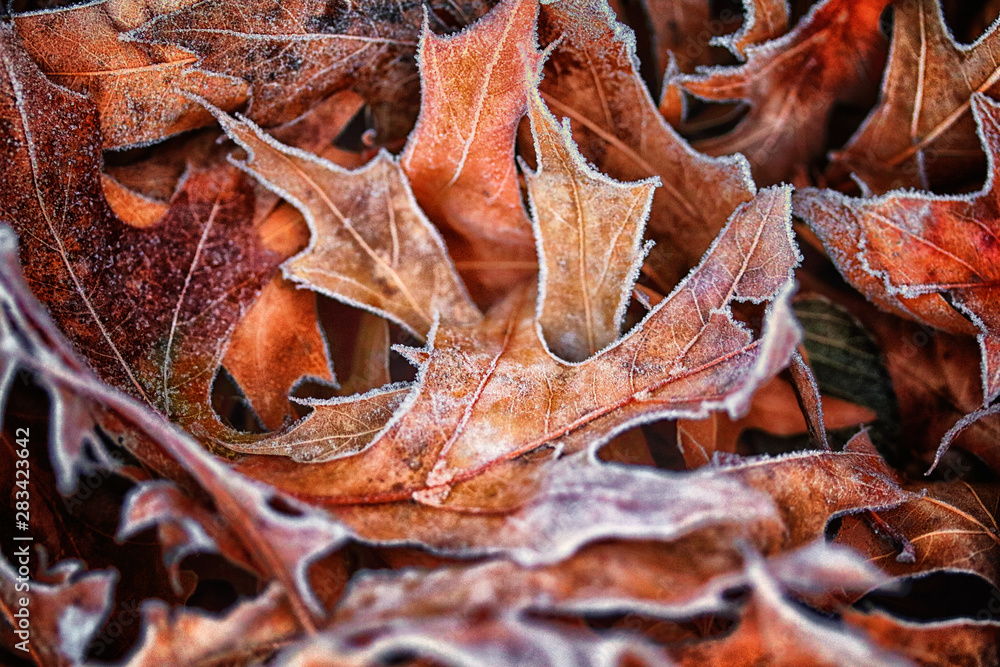 autumn leaves autumn leaves