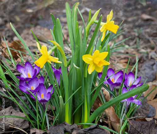 Dwarf daffodils and crocuses in garden in central Virginia in mid-March.