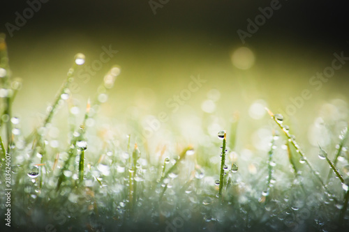 Fototapeta Naklejka Na Ścianę i Meble -  green grass with dew drops in spring, macro nature background