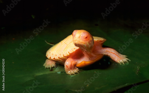 Albino baby painted turtle  Chrysemys picta  on lily pad in pond..