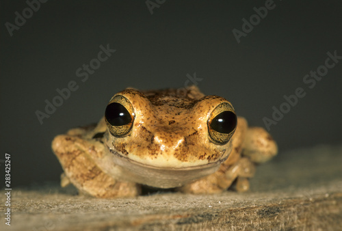 Treefrog (Hyla microcephala) on Ambergris Caye in Belize. photo