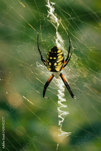 Black and yellow argiope (Argiope aurantia) on web. Large orb-weaver is common in eastern North American gardens in late summer and early fall and thus is often called a "garden spider." 