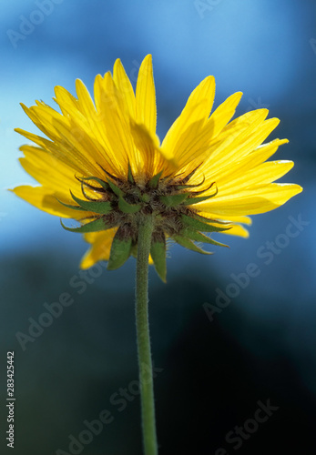 Brown-eyed Susan (Gaillardia aristata); also called blanketflower. Rocky Mountain National Park, Colorado, U.S.A. photo