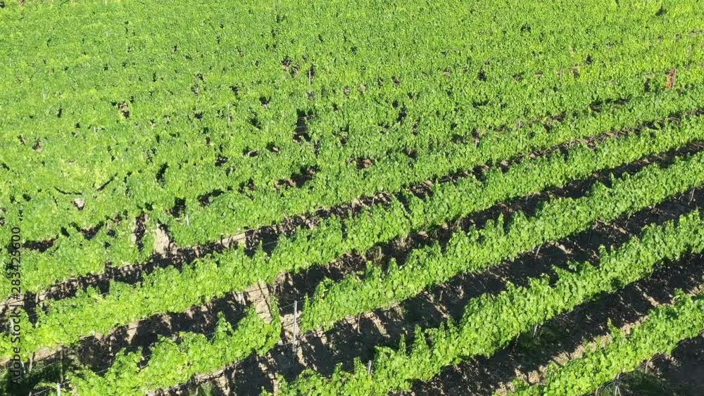 Green vineyards fields lines aerial drone shot sunny day France Green vineyards fields lines aerial drone shot sunny day France