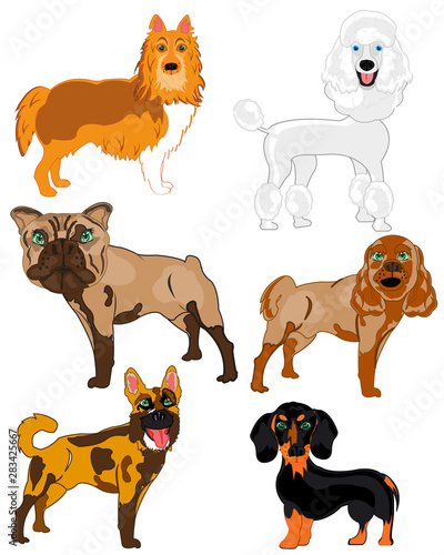 Vector illustration of the dogs of the varied sorts