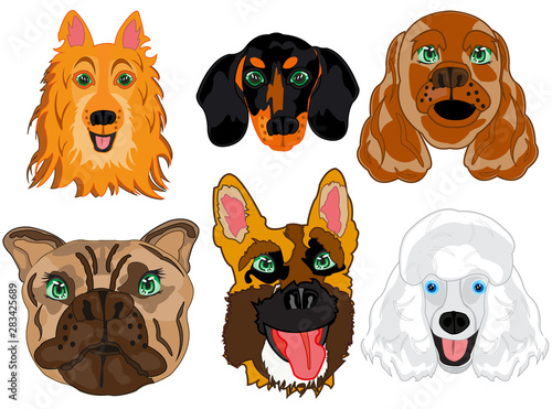 Vector illustration portrait dogs of the varied sorts