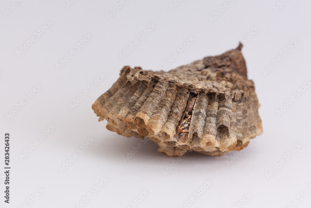 macro wasp nest with wasp inside macro wasp nest with wasp inside