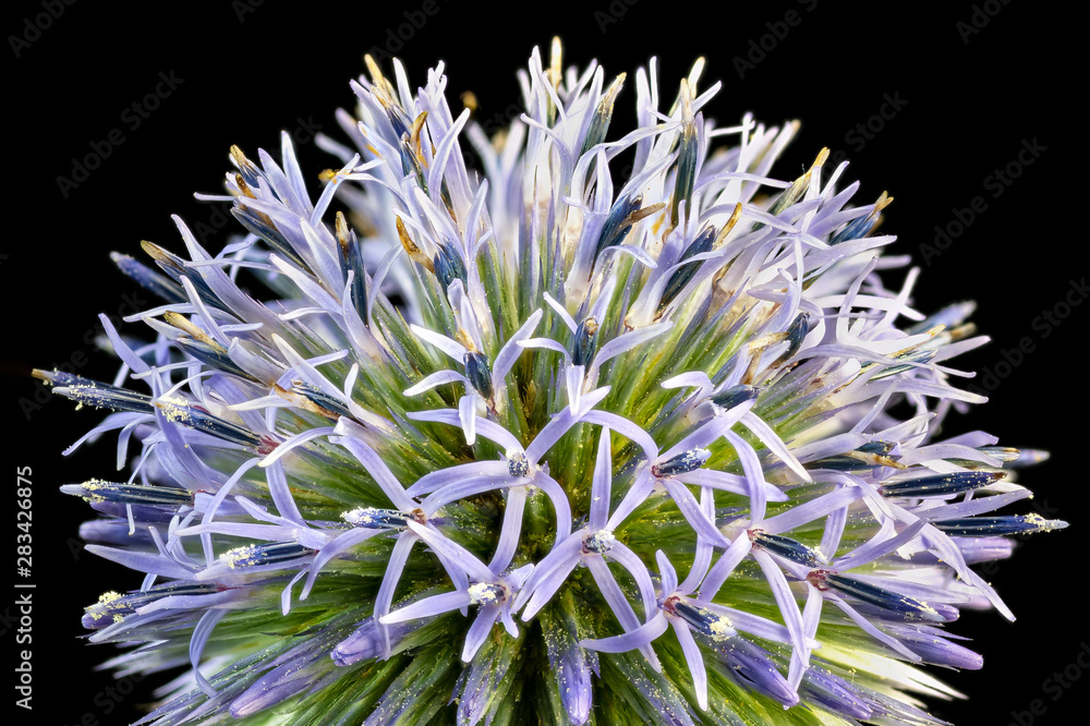 Globe thistle (Echinops ritro) in garden in central Virginia. Globe thistle (Echinops ritro) in garden in central Virginia.