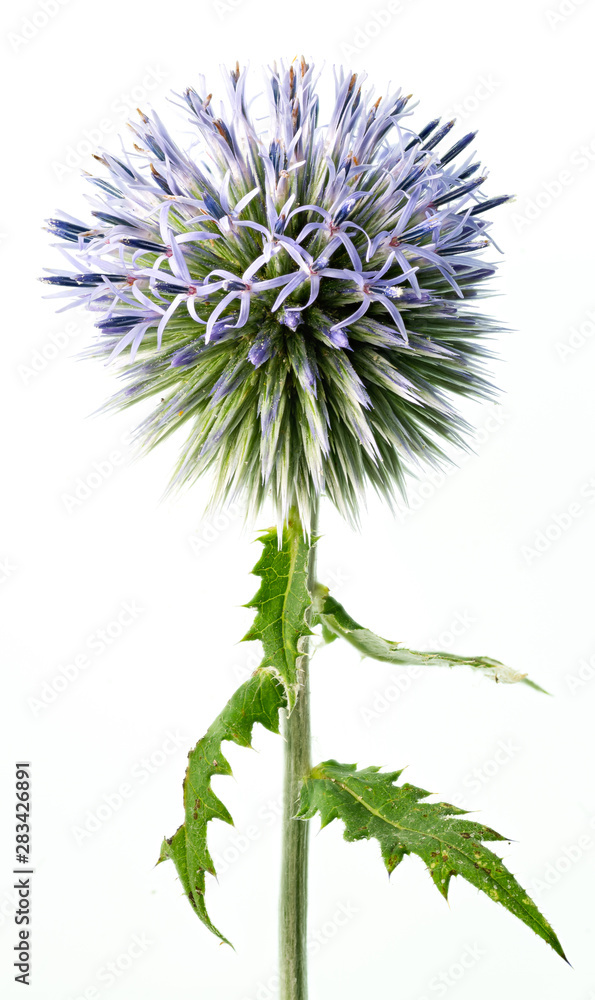 Globe thistle (Echinops ritro) in garden in central Virginia.