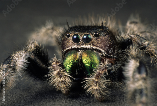 Jumping spider (Phidippus sp.) with highly iridescent mandibles.
