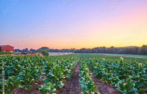 Tobacco plantation at sunset in La Vera, Extremadura, Spain