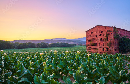 Tobacco plantation at sunset in La Vera, Extremadura, Spain