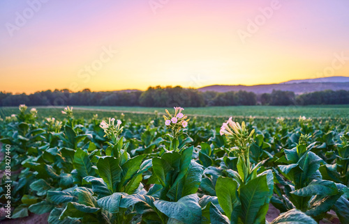 Tobacco plantation at sunset in La Vera, Extremadura, Spain